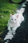 White Cat Playing On The Roadside Stock Photo