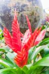 Colorful Blooming Bromeliad Plants Stock Photo