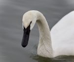 Isolated Photo Of A Trumpeter Swan Swimming Stock Photo