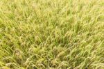Rice Fields In The Tropics Stock Photo