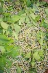 Silkworms Eating Mulberry Leaves Stock Photo