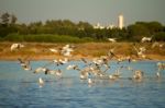 Seagulls At Nature Park Stock Photo