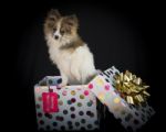 Adorable Pomeranian As A Birthday Gift Stock Photo