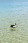 Pelican Swimming In The Water Stock Photo