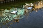 Mute Swans Swimming Along The Old River Nene Stock Photo