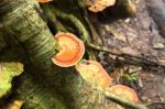Mushroom Growth On Roots Tree Stock Photo