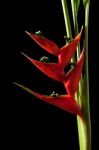 Heliconia Stricta Still Life On Black Background Stock Photo