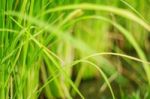 Rice Plants With Blurred Images Stock Photo