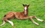 Foal Newborn Stock Photo