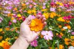 Colorful Cosmos Flower Blooming In The Field Stock Photo