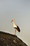 White Stork Bird Stock Photo