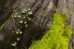 Tree Bark, A Vine And Moss Stock Photo