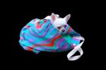 Cute Dog In Color Bag On Black Background Stock Photo