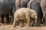 Baby Elephant Stock Photo
