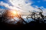 Landscape Of Sunset With Cloudy Blue Sky And A Silhouette Of Trees Stock Photo