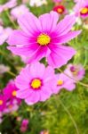 Pink Cosmos Flower Close Up Stock Photo