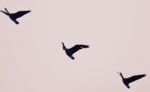 Image Of Three Canada Geese Flying In The Sky Stock Photo