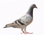 Side View Of Pigeon Bird Isolated White Background Stock Photo