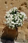 Display Of White Petunias Attached To A Wall In Pienza Stock Photo