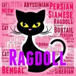 Ragdoll Cat Represents Feline Offspring And Breeding Stock Photo
