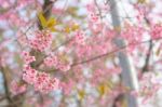 Colorful Flower Wild Himalayan Cherry   In Spring Time For Backg Stock Photo