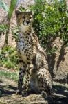 Cheetah (acinonyx Jubatus) On A Zoo Stock Photo