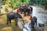 Chiangmai ,thailand - November 16 : Mahouts Ride A Elephants And Stock Photo
