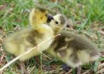 Funny Photo Of Two Young Chicks Of The Canada Geese Kissing Stock Photo