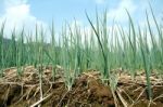 Shallot Farm Stock Photo