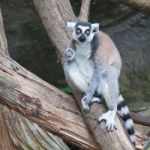 Beautiful Lemur Stock Photo