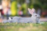Rabbit Laying On Field Stock Photo