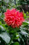 A Magnificent Red Dahlia In Butchart Gardens Stock Photo