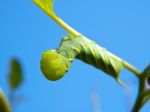 Green Fruitworm Stock Photo