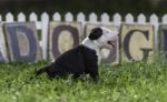 Black And White Puppy In The Field With Dog Sign Stock Photo