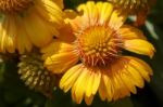 Yellow Daisy Cultivated Flower Stock Photo