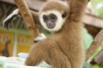 Young White Hand Gibbon On The Branch Stock Photo