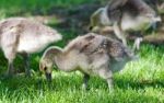 Three Cute Chicks Of Canada Geese On A Field Stock Photo