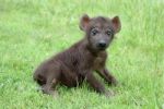 Baby Hyena Stock Photo