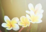 Plumeria Flower Stock Photo