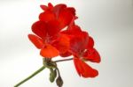 Geranium Flower Stock Photo