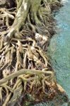 Roots Mangrove Stock Photo