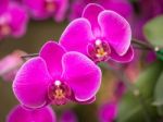 Pink Phalaenopsis Orchid Flower Stock Photo