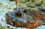 Stonefish (synanceia Verrucosa) Stock Photo
