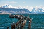 King Cormorant Colony, Old Dock, Puerto Natales, Antarctic Patag Stock Photo