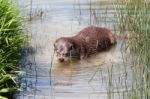 Eurasian Otter (lutra Lutra) In Natural Habitat Stock Photo