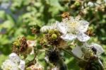 Hoverfly (eupeodes Corolae) On Blackberry Flower Stock Photo