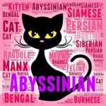 Abyssinian Cat Represents Shorthaired Kitty And Tabby Stock Photo