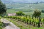 Vineyard In Val D'orcia Tuscany Stock Photo