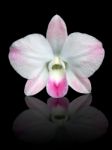 White And Pink Dendrobium Orchid Stock Photo