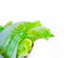 Fresh Lettuce Stock Photo